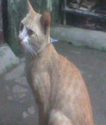 Kucing kesayangan